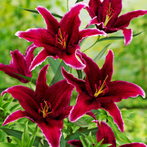 Sumatra Oriental Lilies