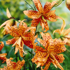 Double Tiger Lily