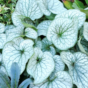 Alexander's Great Brunnera