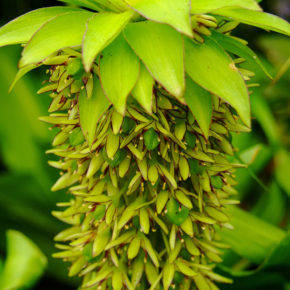 Pineapple Lily