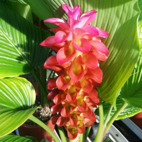 Banrai Red Curcuma