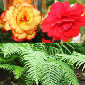 Ferns and Begonias Collection