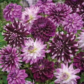 Purple Dahlias