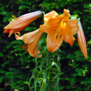 Trumpet Lilies