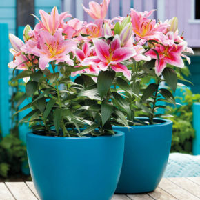 Lilies in Pots