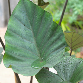 Tea Cup Elephant Ear