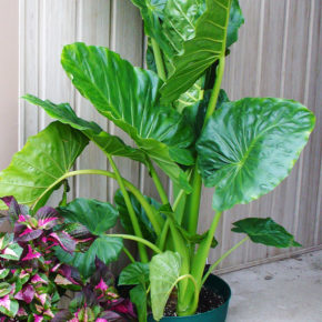 Upright Elephant Ear