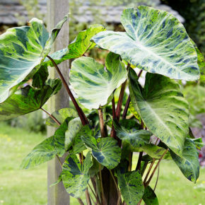 Mojito Elephant Ear