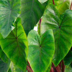 Hawaiian Punch Elephant Ear