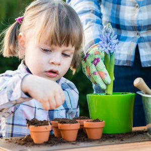 Planting Hyacinths