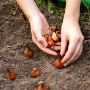 Planting Tulips