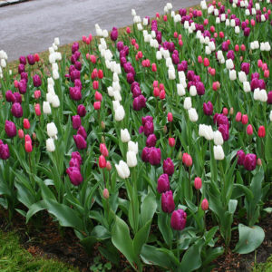 Tulips Planted