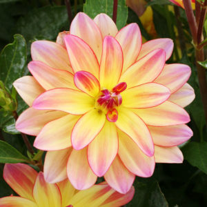 Happy Butterfly Dahlia