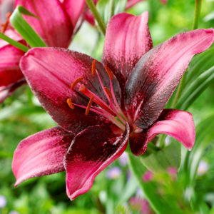 Purple Eye Asiatic Lily