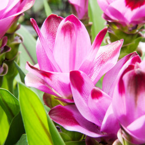 Sweet Rosy Curcuma