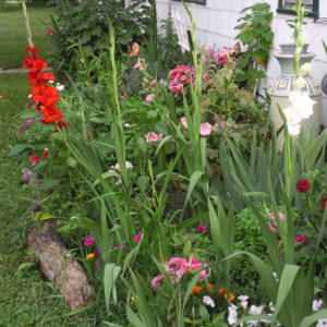 Gladiolus and Lilies