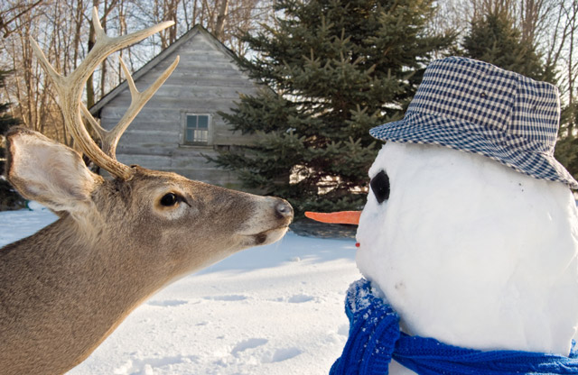Deer and Snowman