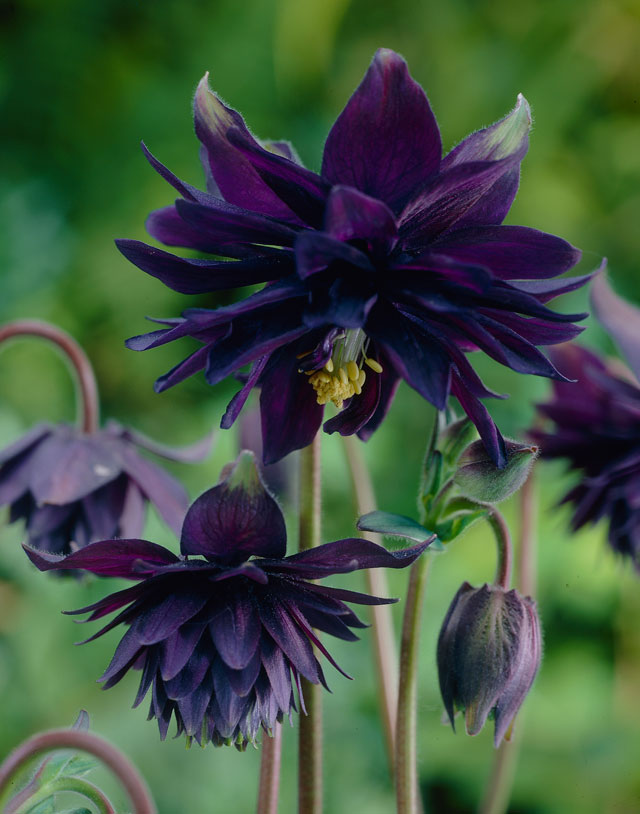 Bulb Bargain Black Barlow Columbine Bulb Blog Gardening Tips and