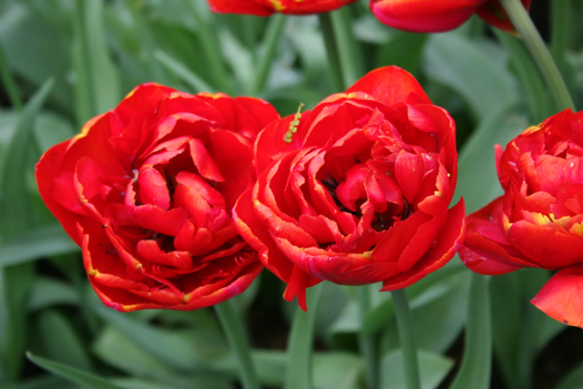 Double Dutch Tulips