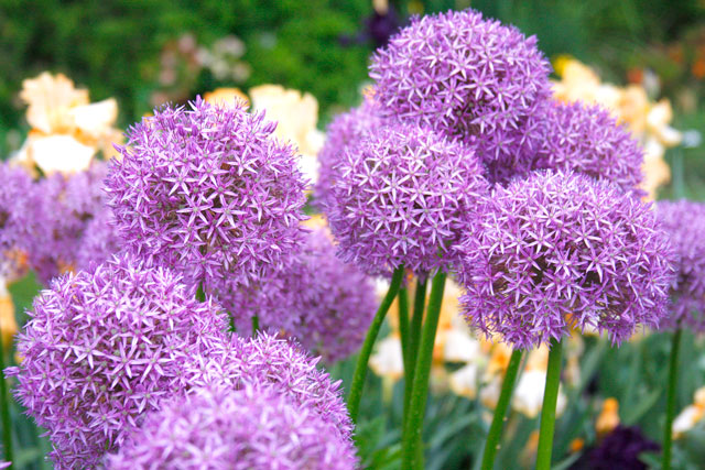 A Rainbow of Iris | Guest Blog - Bulb Blog | Gardening Tips and Tricks ...