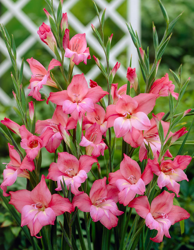 Bulb Bargain: Charming Beauty Miniature HARDY Gladiolus | Garden Bulb ...