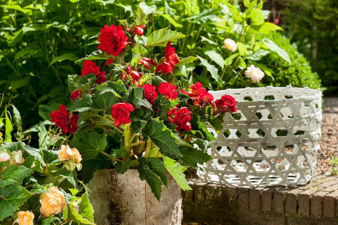 Container Gardening with Begonias: Tips for Success