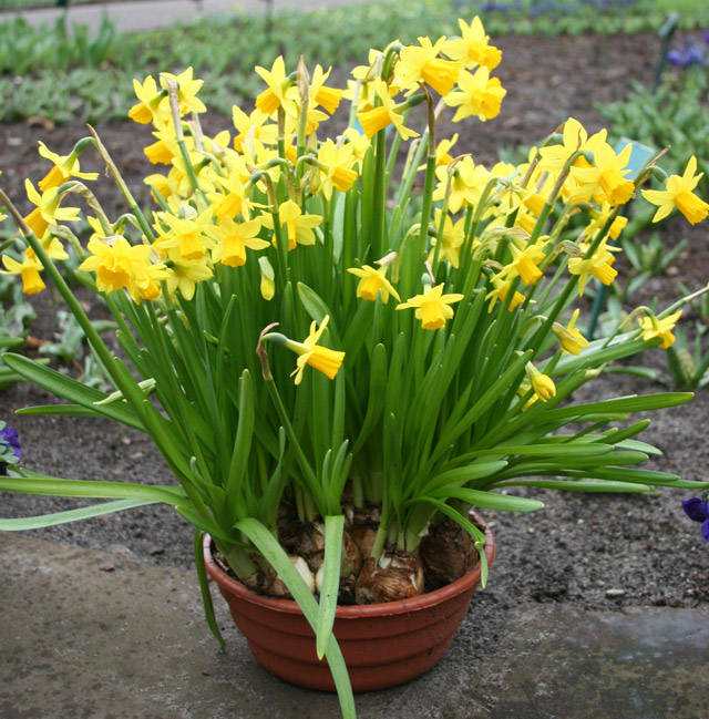 What to Do with Bulbs in Pots after Flowering Potted Flower Bulbs