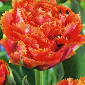 Orange Fringed Tulip