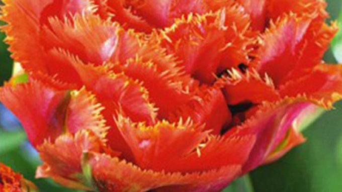 Orange Fringed Tulip