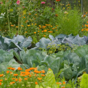 Kitchen Garden