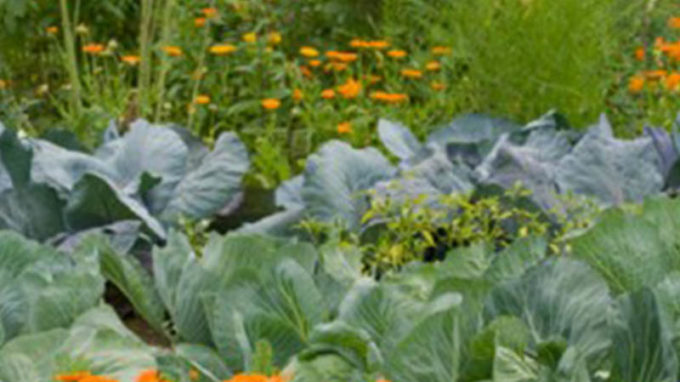 Kitchen Garden