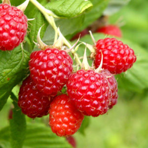 Raspberries