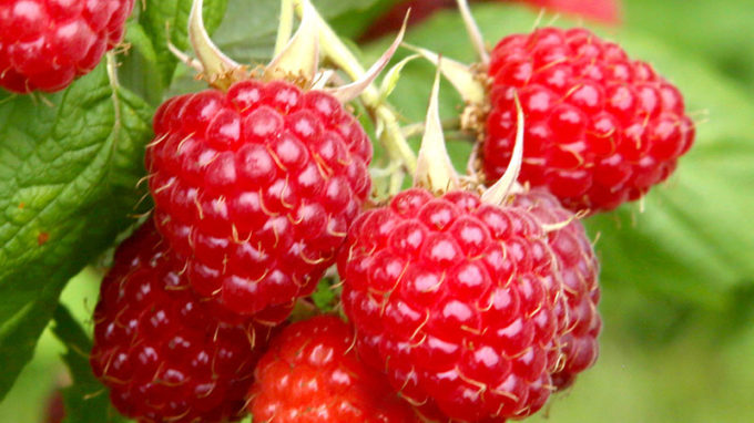 Raspberries