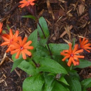 Orange Blooms