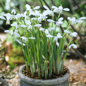 Snowdrops