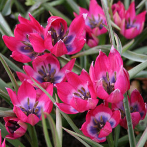 Little Beauty Botanical Tulips