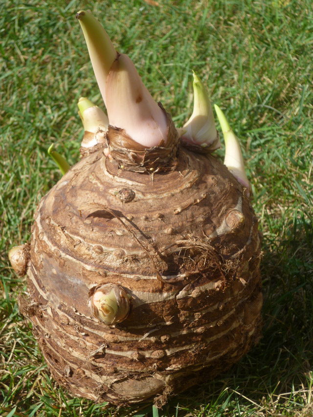 Elephant Ear Bulb