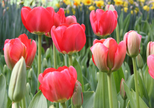 Red Tulips