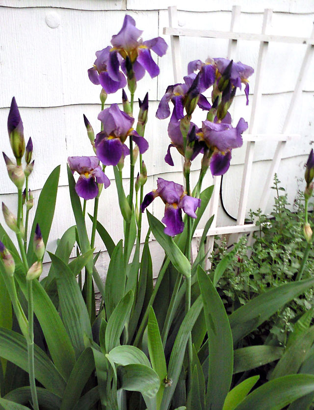 Bearded Iris