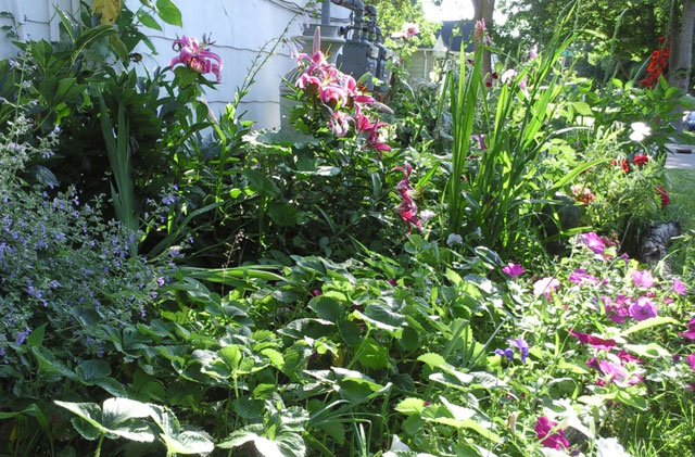 Stargazer Lilies