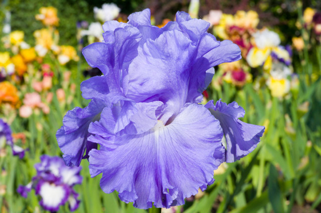 Blue Bearded Iris