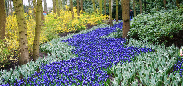 Blue Blooms