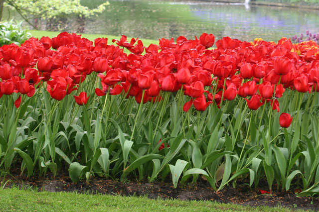 Red Tulips