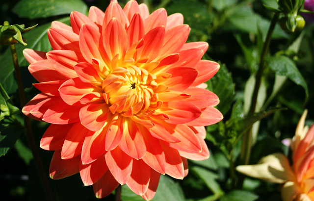 Orange Dahlia