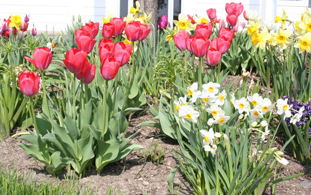 Tulips and Daffodils