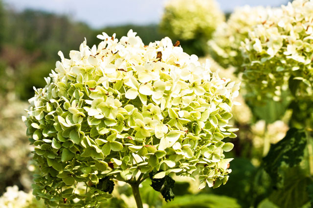 Blooms Blooms