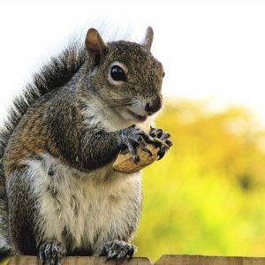Squirrel with Nut