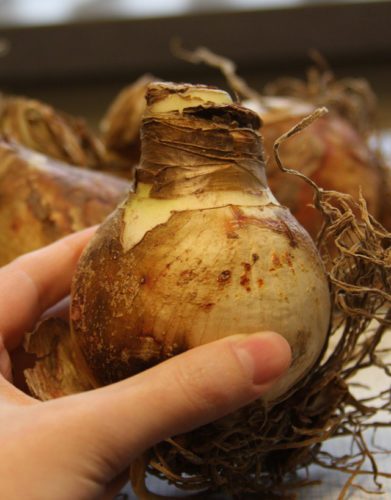 Amaryllis Bulb