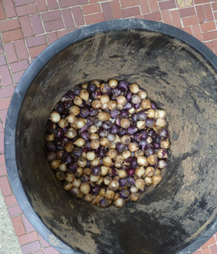 Bulbs in Bucket