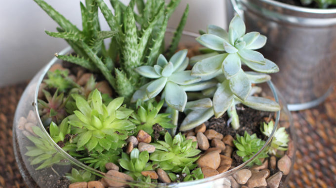 Succulents